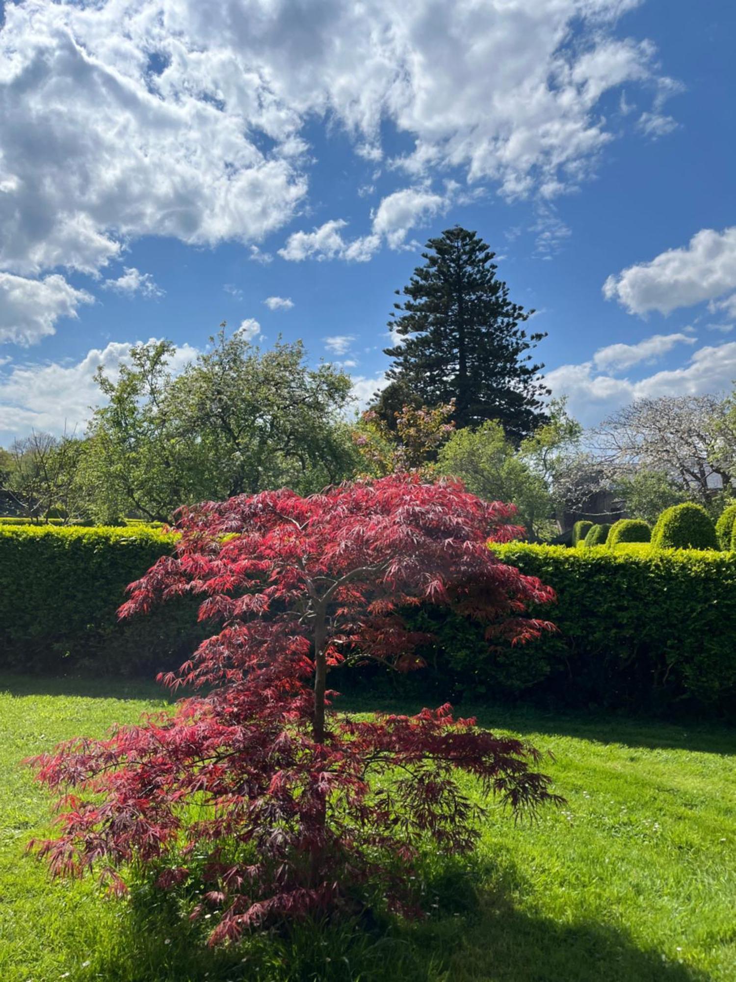 バレイロス Araucaria Houseゲストハウス エクステリア 写真